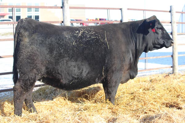 Official Site of the North Dakota Simmental Association